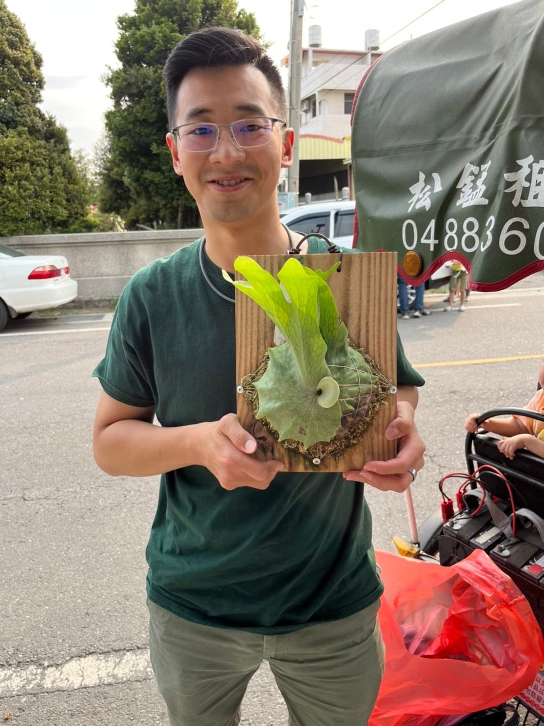 鹿茸草的生命力